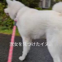 立ち止まるカナちゃん