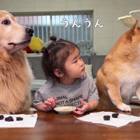 じっと見つめる3兄妹