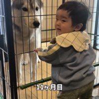 柵越しに見つめ合う犬と赤ちゃん