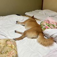 布団の上に横になる柴犬