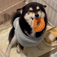 ヒコーキ耳のさくらちゃん