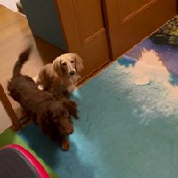 シンバくんとパンナちゃん