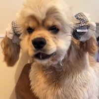 もぐもぐするハムちゃん