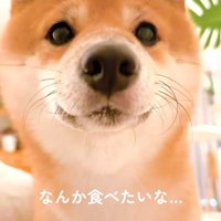 おやつを期待して飼い主さんを見る豆柴