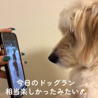 画面を見る犬1