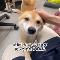 前足を職員の脚に乗せる豆柴、撫でる職員