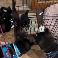 戸惑うかぜちよくん