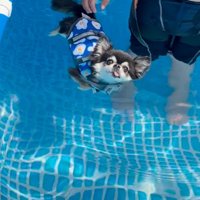 浮かぶ犬