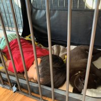 ケージの中で子どもと犬が並んで眠っている様子