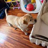 ベビーベッドを覗く薫風ちゃん