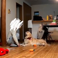 パパを見るこむぎ君