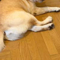 ラブ