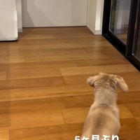 家族を待つ小型犬