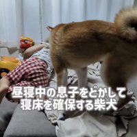 男の子に近づく犬
