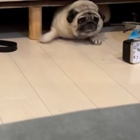 友人を見るしーちゃん