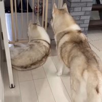 寧々ちゃん＆茶々ちゃんのお出迎え2