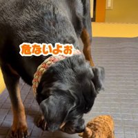 そっと近づいてクンクン