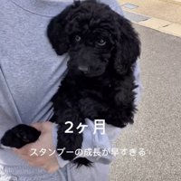 まだまだ小さな赤ちゃん犬