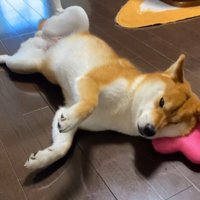 野性味ゼロ！