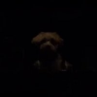 薄暗い車内にいる犬