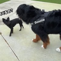 どんちゃんとジジくんのふれあい6