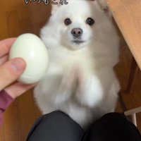 ゆで卵を欲しがるベラちゃん6