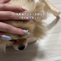犬の頭を撫でる女性