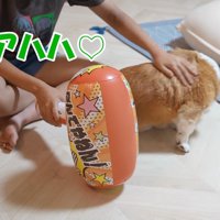 ビニールハンマーを持ちながら犬を撫でる女の子