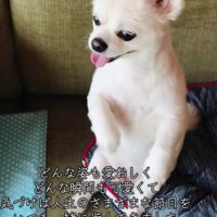 大切な家族の一員