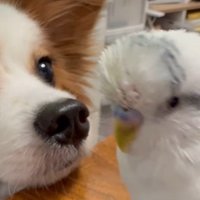 ジョンくんが聞いていた♪