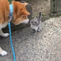 母猫の姿は見あたらない