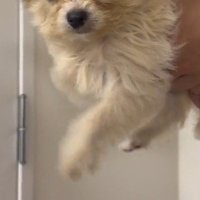 飼い主に抱っこされて前足を動かす犬