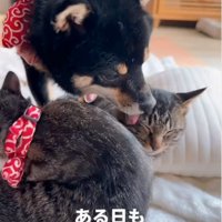 子猫を毛繕い