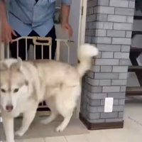 寧々ちゃん＆茶々ちゃんのお出迎え⑩