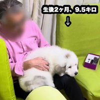 膝の上に乗るのが大好き♡