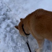 地面の匂いを嗅ぐ朔くん