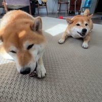 帰宅後にオヤツをあげたら、満足そうなお顔に♪