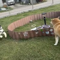 バブちゃん、再び突進！