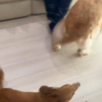 リビングへ歩いて来たミニチュアダックスフンド