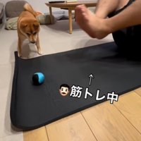 筋トレ中の飼い主の足元にあるボールを見つめる犬