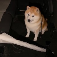 車に乗る柴犬