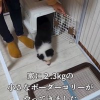 クレートから出てくる子犬