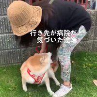 抱っこされるのを拒否する柴犬