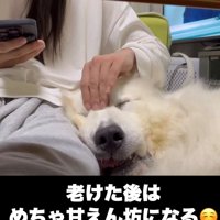 人の膝に顔をのせて甘える犬