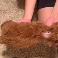 抱えられて移動するシャルマンくん2