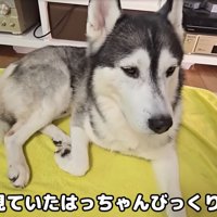 見つめる大型犬