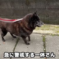おばあちゃんが近づいてきたら警戒！