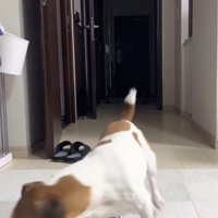 円を描くように部屋の中を歩き回る犬