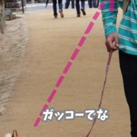 犬の学校でトレーニング