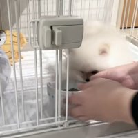 ごはんを食べようとするすいちゃん